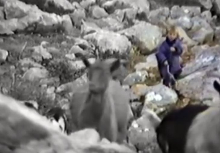 PROCURIO SNIMAK: Petogodišnji Luka Modrić čuva koze na Velebitu