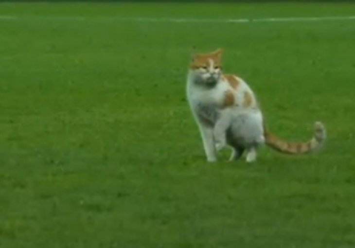 Mačka utrčala na teren u toku fudbalske utakmice, pa se šokirala onim što vidi
