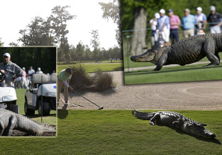 Aligator nakratko prekinuo golf turnir u New Orleansu