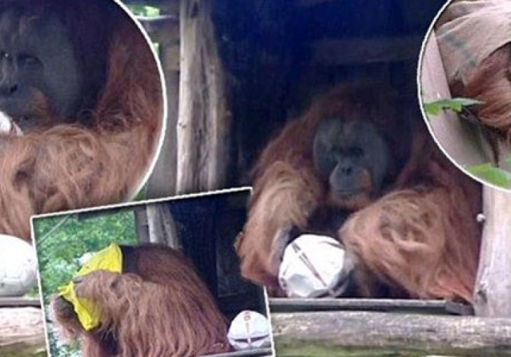 Orangutan Walter prognozirao pobjedu Borussije u Kupu