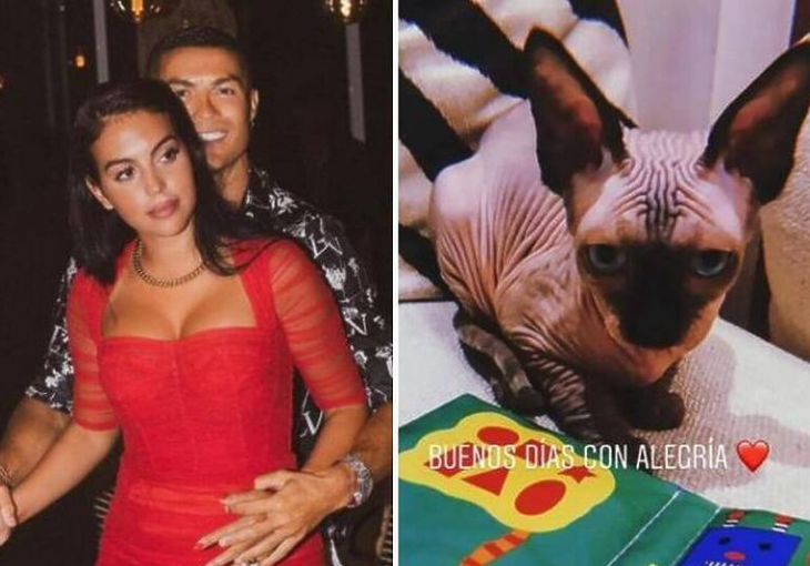 RONALDO IMA MAČKA VRIJEDNOG 2.500 EURA: Nedavno je imao nesreću, a sada su stigle i dobre vijesti KADA VIDITE KAKO IZGLEDA OSTAT ĆETE ZBUNJENI