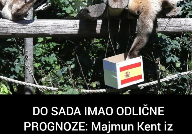 DO SADA IMAO ODLIČNE PROGNOZE: Majmun Kent iz zagrebačkog zoo vrta prognozirao kako će završiti duel Hrvatske i Španije