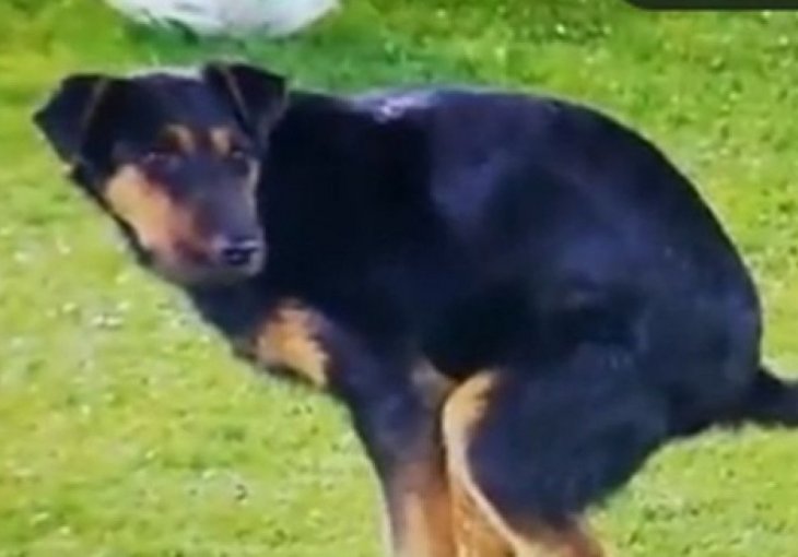 Komična scena iz Beograda - pas 2 puta napravio šou na terenu: Pogledajte snimak koji obara društvene mreže