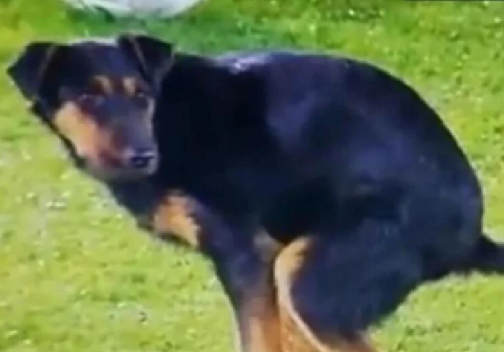 Komična scena iz Beograda tokom evropske utakmice, pas se dva puta pojavio u glavnoj ulozi