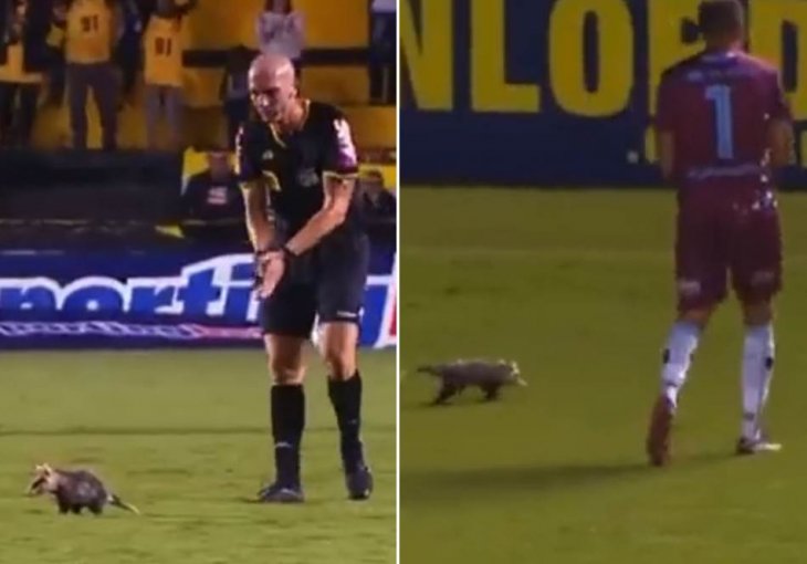 NEPOZVAN GOST PREKINUO MEČ, ZNATE LI KOJA JE OVO ŽIVOTINJA? Šou na utakmici - sudija, daj mu žuti karton (VIDEO)