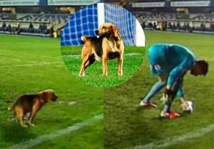 Odbjegli pas prekinuo utakmicu: Vlasnici ga prepoznali i vratili kući nakon sedmica traganja