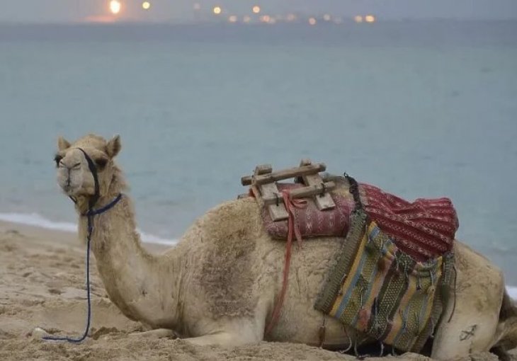 Navijači na Svjetskom prvenstvu u strahu od kamila: Opasnije su od korone