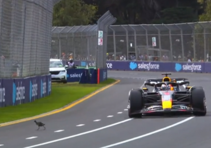 Ptica izletjela na stazu F1, pogledajte reakciju Verstappena pri velikoj brzini