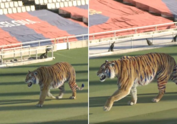 NEVJEROVATNO: Barcelona pustila tigra na stadion, iza toga se krije zanimljiva priča