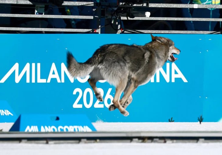 Ovo je pas koji je ukrao show na Olimpijskim igrama: Zove se Nazgul i jasno je zašto svi misle da je vuk