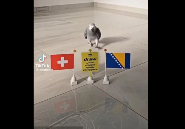 Papagaj prognozirao pobjednika duela BiH - Švicarska: Evo koga je izabrao (VIDEO)